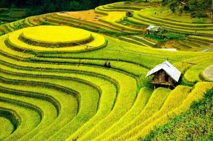 Video ngắn: Cánh đồng lời kể, nông sản sạch